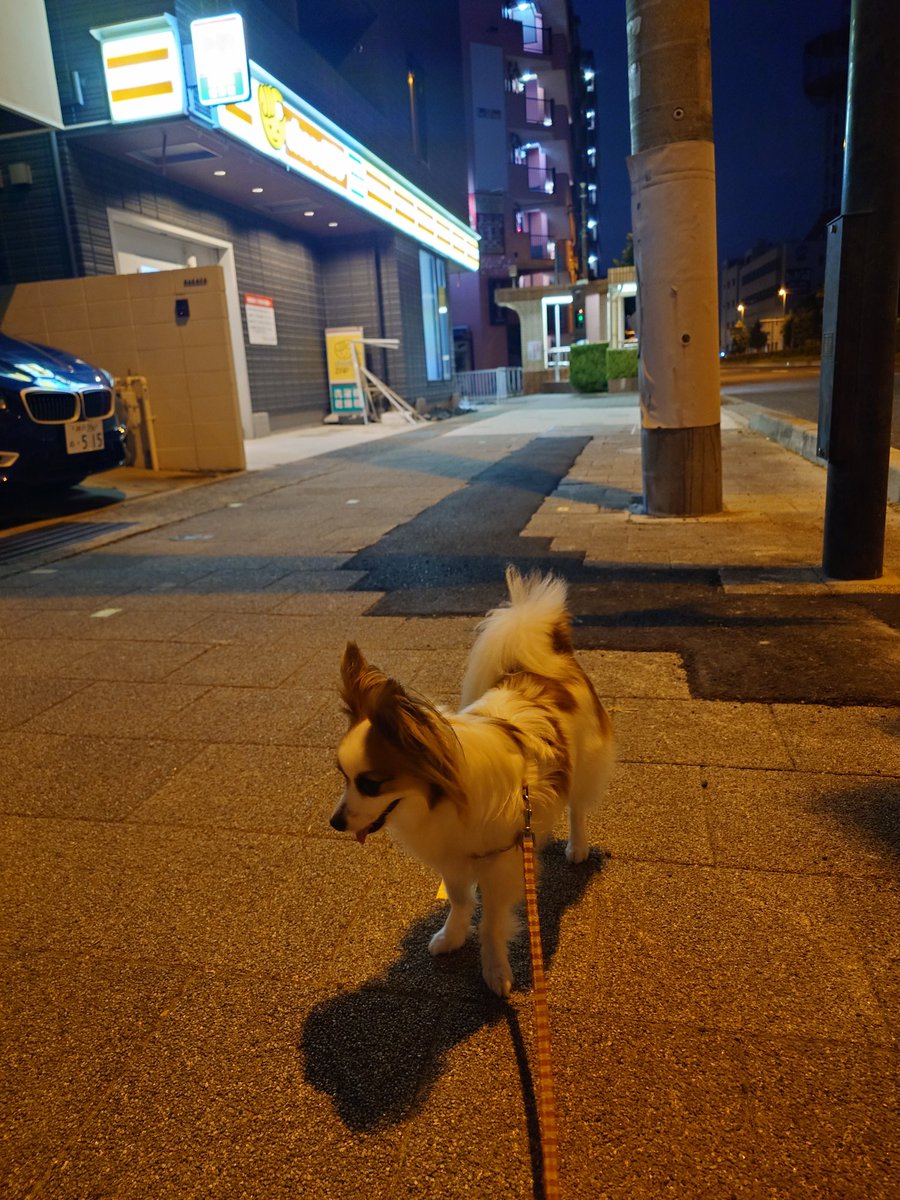 ponyonyoika's tweet photo. 夜明け前も暑い https://t.co/Y7RcS8pLP5