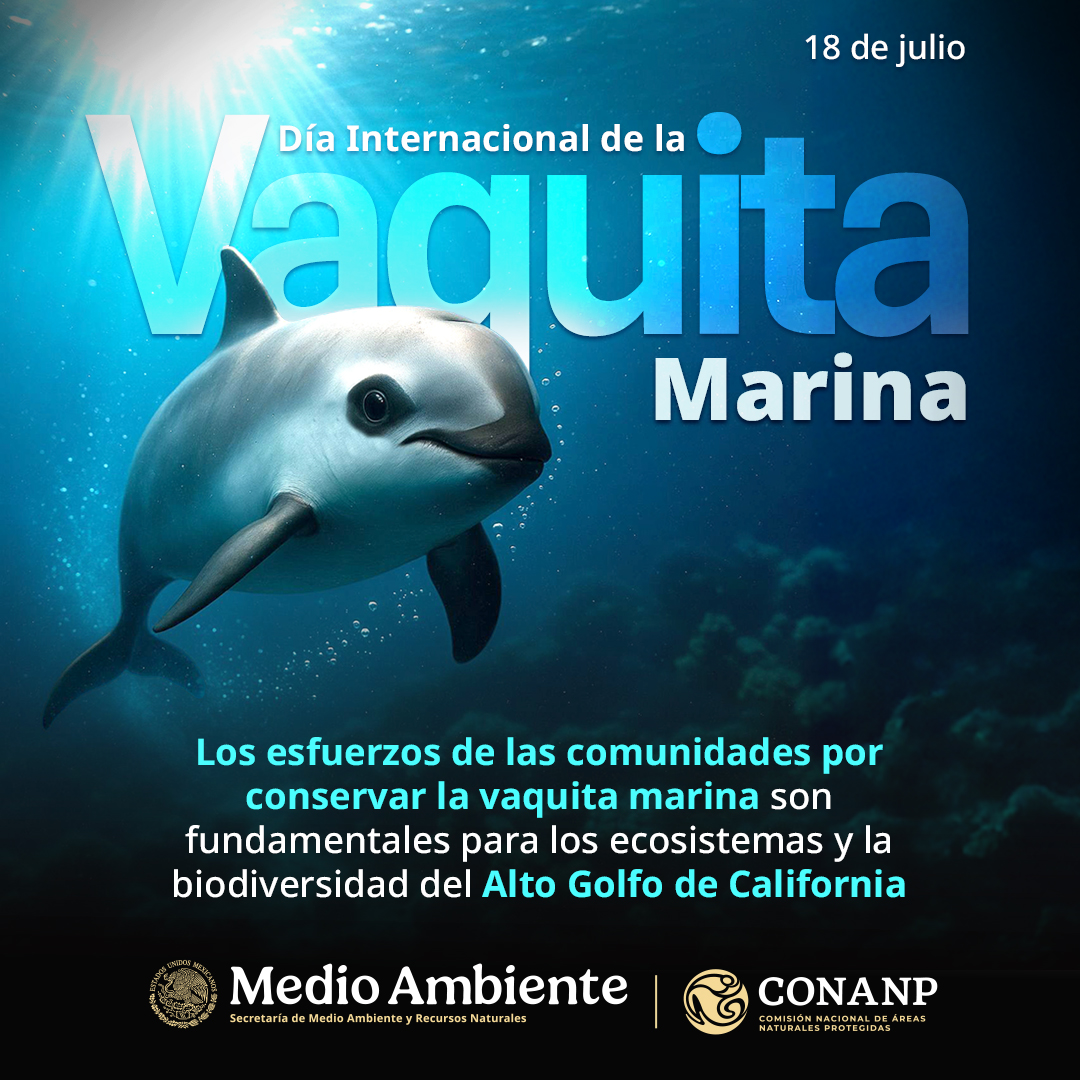 CONANP_mx's tweet photo. La #VaquitaMarina (Phocoena sinus) es una especie considerada endémica del país 🇲🇽, que por su tamaño y características la hacen única entre las especies marinas de todo el mundo. 🐋🌊

¡Sumemos esfuerzos para protegerla! ❤️✨

#SomosNaturaleza 🪼🐙🐠🐟🦈🐳🦭🏜️ https://t.co/N3E0mZk6yO
