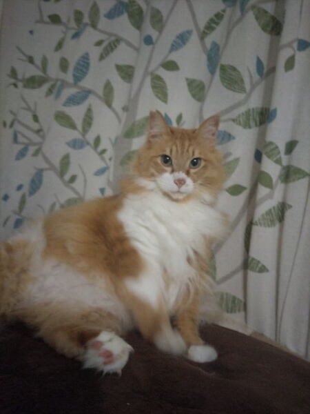 satoya_boshu's tweet photo. 甘えん坊の長毛猫ちゃん
推定6歳8ヶ月
♂ 福岡県

玄関に来るようになったので保護しました、
元気いっぱいで家中をうろうろして、かまってかまっての甘えん坊なのですが、
我が家は猫の多頭飼いで私達(夫婦2人)は、高齢(７０代)となり今後の飼育に自信がありません。 https://t.co/ETj5XmZTTq
