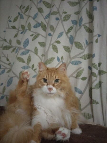 satoya_boshu's tweet photo. 甘えん坊の長毛猫ちゃん
推定6歳8ヶ月
♂ 福岡県

玄関に来るようになったので保護しました、
元気いっぱいで家中をうろうろして、かまってかまっての甘えん坊なのですが、
我が家は猫の多頭飼いで私達(夫婦2人)は、高齢(７０代)となり今後の飼育に自信がありません。 https://t.co/ETj5XmZTTq