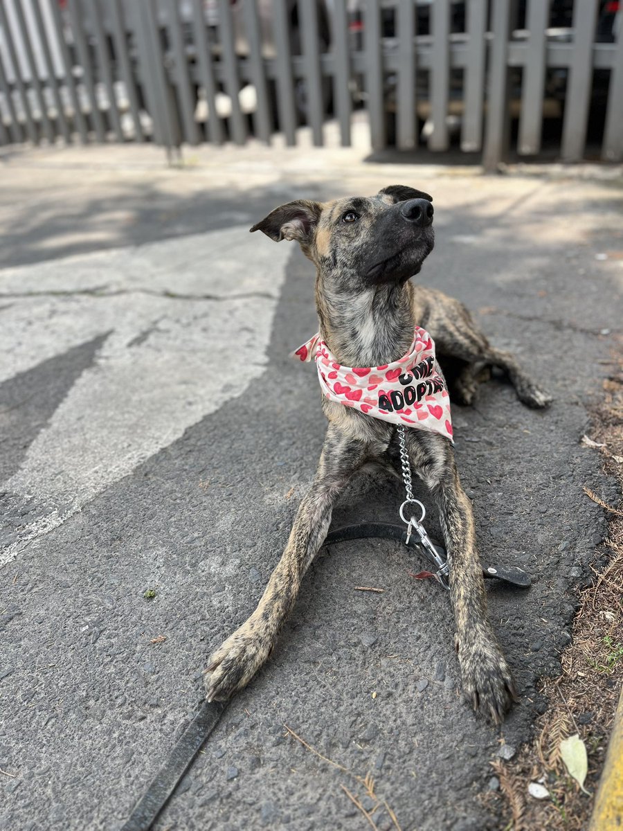HELA_MORE's tweet photo. Lolita está en busca de una familia.🩷

Al inicio es un poco tímida e insegura,pero eso normal por todo el maltrato que pasó en las calles antes de ser rescatada.💔

A pesar de eso ella es noble,muy amistosa y amorosa cuando ya toma confianza contigo.🥰

Lolita tiene 2 años,talla mediana a grande,vacunada,esterilizada y desparasitada.

Convive bien con otros perritos.
Conócela,estamos en CDMX.