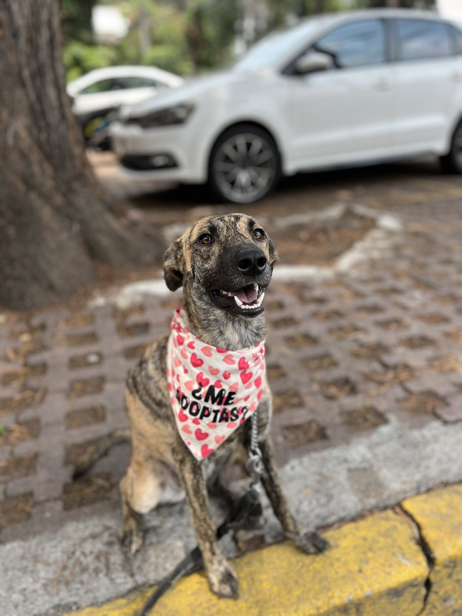 HELA_MORE's tweet photo. Lolita está en busca de una familia.🩷

Al inicio es un poco tímida e insegura,pero eso normal por todo el maltrato que pasó en las calles antes de ser rescatada.💔

A pesar de eso ella es noble,muy amistosa y amorosa cuando ya toma confianza contigo.🥰

Lolita tiene 2 años,talla mediana a grande,vacunada,esterilizada y desparasitada.

Convive bien con otros perritos.
Conócela,estamos en CDMX.