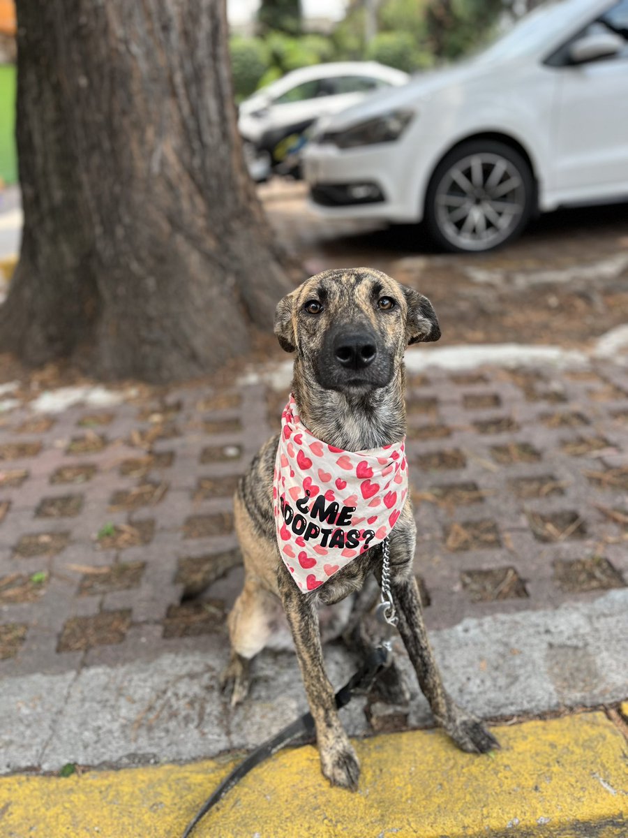 HELA_MORE's tweet photo. Lolita está en busca de una familia.🩷

Al inicio es un poco tímida e insegura,pero eso normal por todo el maltrato que pasó en las calles antes de ser rescatada.💔

A pesar de eso ella es noble,muy amistosa y amorosa cuando ya toma confianza contigo.🥰

Lolita tiene 2 años,talla mediana a grande,vacunada,esterilizada y desparasitada.

Convive bien con otros perritos.
Conócela,estamos en CDMX.