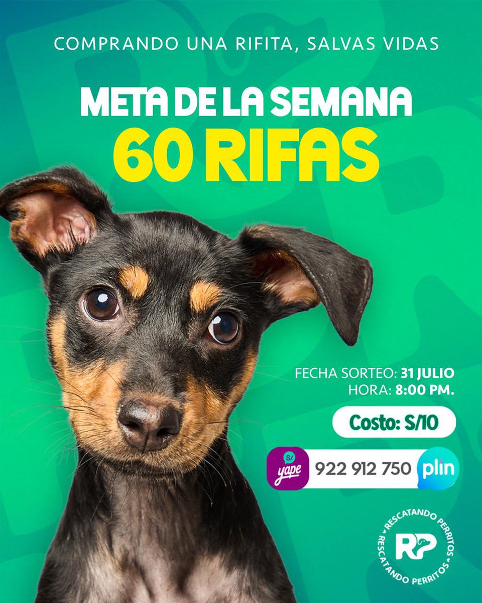 peravi's tweet photo. 🎟️🐾 RIFA SOLIDARIA 🐾🎟️
💰 Valor del número: S/10.00 soles 

📲 Yape/Plin: 922 912 750

🏦 BCP 191-12167672-0-76
Cci: 00219111216767207659

❤️ No es solo una rifa, es una oportunidad de cambiar la vida de uno de nuestros perritos que necesita ayuda.

¡Compra tu número, participa y ayúdanos a seguir salvando vidas! 🐶🐾
