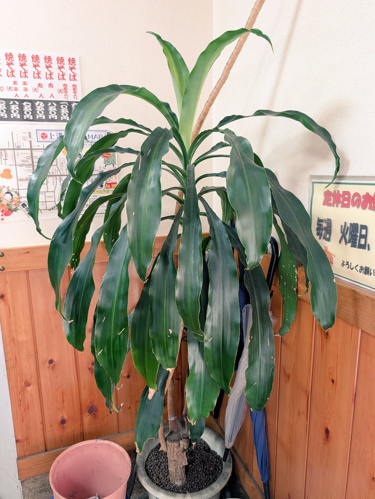 kamiya_kamimizo's tweet photo. おはようございます☀

入口横に置いてあるこの子🌴
30〜40年くらい(覚えてない笑)いますが、今もまだ新しい葉っぱや芽が生えてきてます🌱
すごい🥺🥺🥺

本日も11:00〜17:00まで営業いたします🍴
麺がなくなり次第終了です🙇‍♀️
よろしくお願いいたします！

#相模原 #相模原市 #焼きそば https://t.co/vkxa4nKJn0