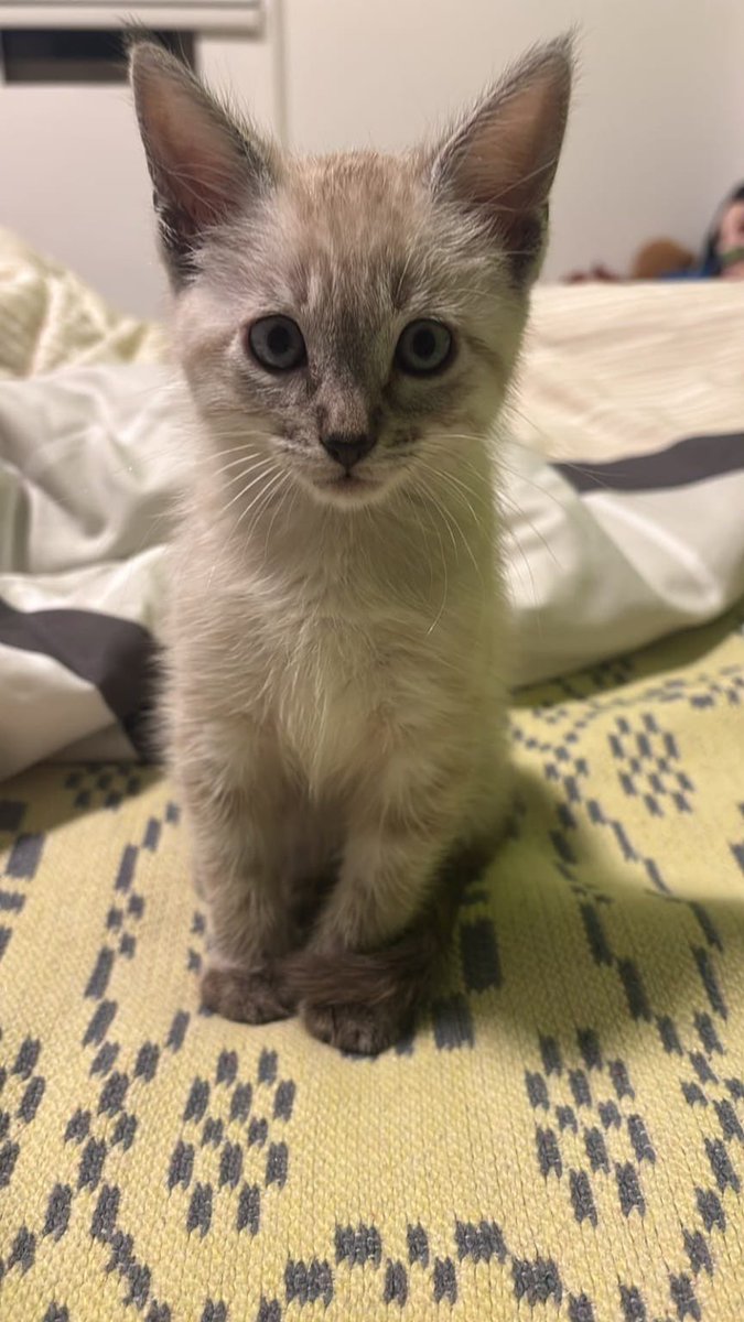 AlertaMePerdi's tweet photo. #PERDIDO #AZOGUES
Nombre: #Tomy
Fecha: 2026-07-17
Sector: Centro,Comunidad
Sexo: Macho
Raza: Tabby point
Observación: La punta de su cola es negra con una mancha blanca
Contacto: 0984579049
¡Ayúdalo a volver con su familia!
#AlertaMePerdí https://t.co/CiNKDbgCH1