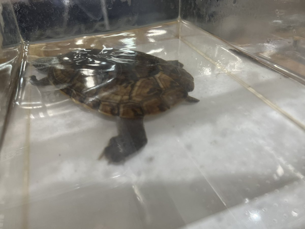 Repti_bug's tweet photo. エキスポはじまってます🐢

ジャイマス大特価（会場にて！）
でっかいニホンイシガメとハラガケガメいます https://t.co/gXJmTGwNFW