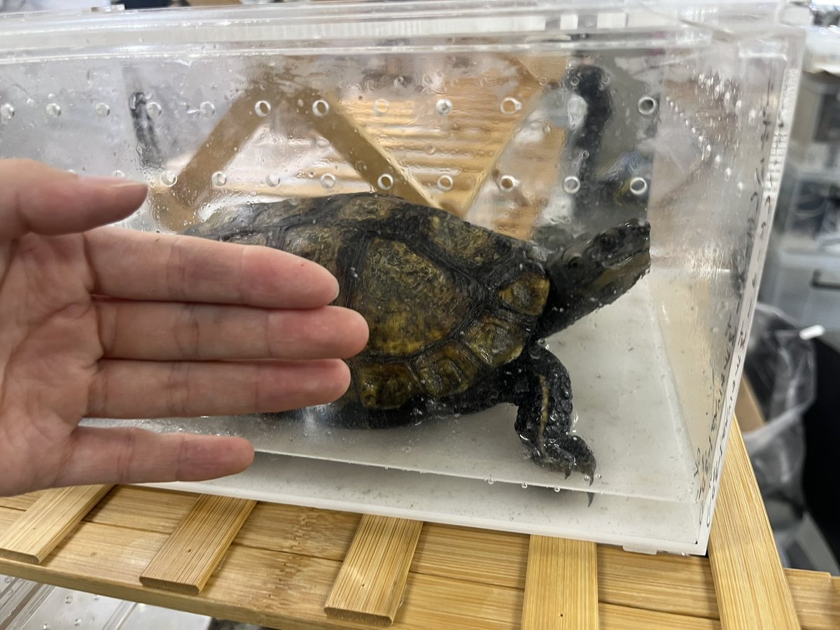 Repti_bug's tweet photo. エキスポはじまってます🐢

ジャイマス大特価（会場にて！）
でっかいニホンイシガメとハラガケガメいます https://t.co/gXJmTGwNFW