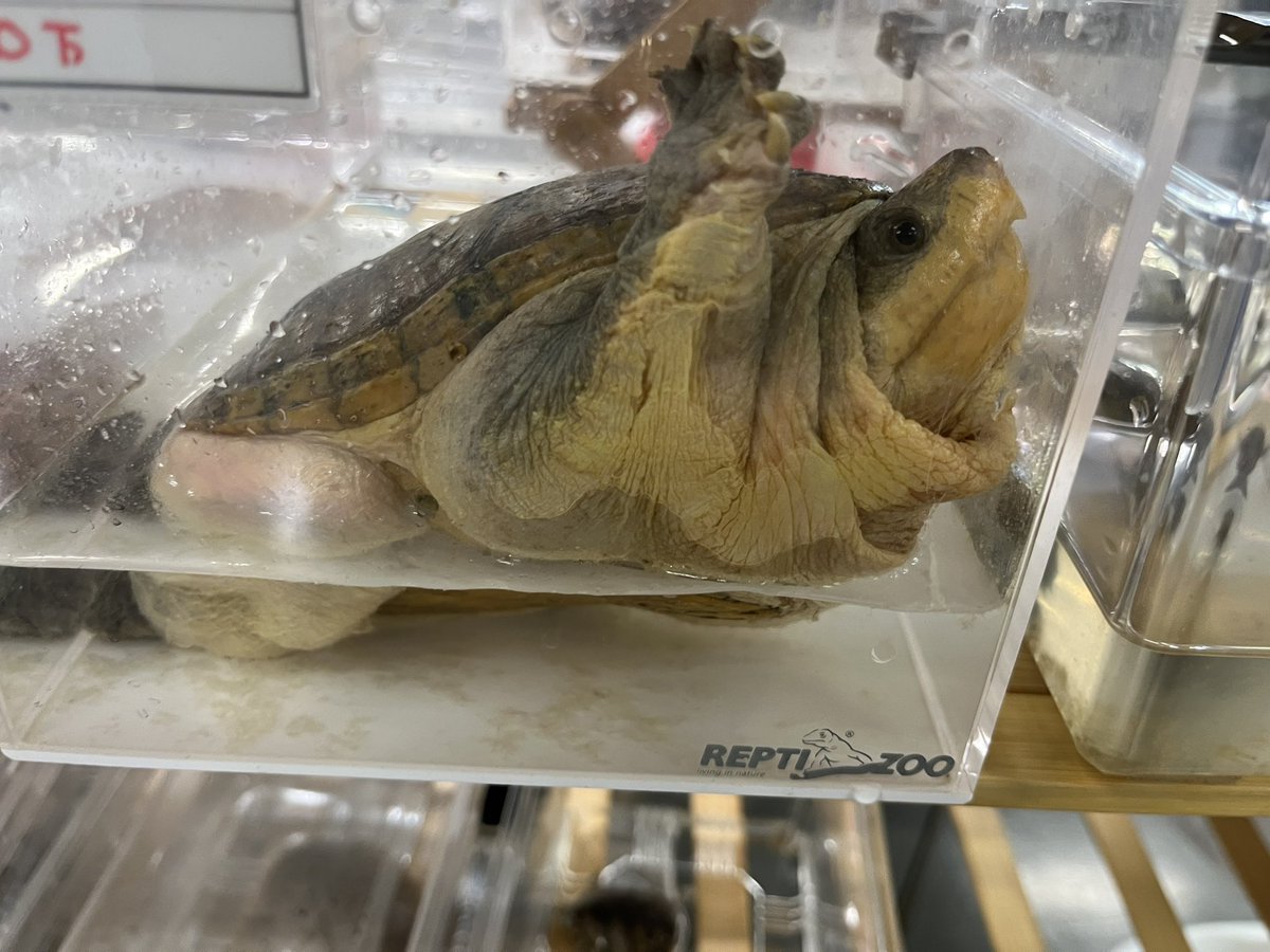 Repti_bug's tweet photo. エキスポはじまってます🐢

ジャイマス大特価（会場にて！）
でっかいニホンイシガメとハラガケガメいます https://t.co/gXJmTGwNFW