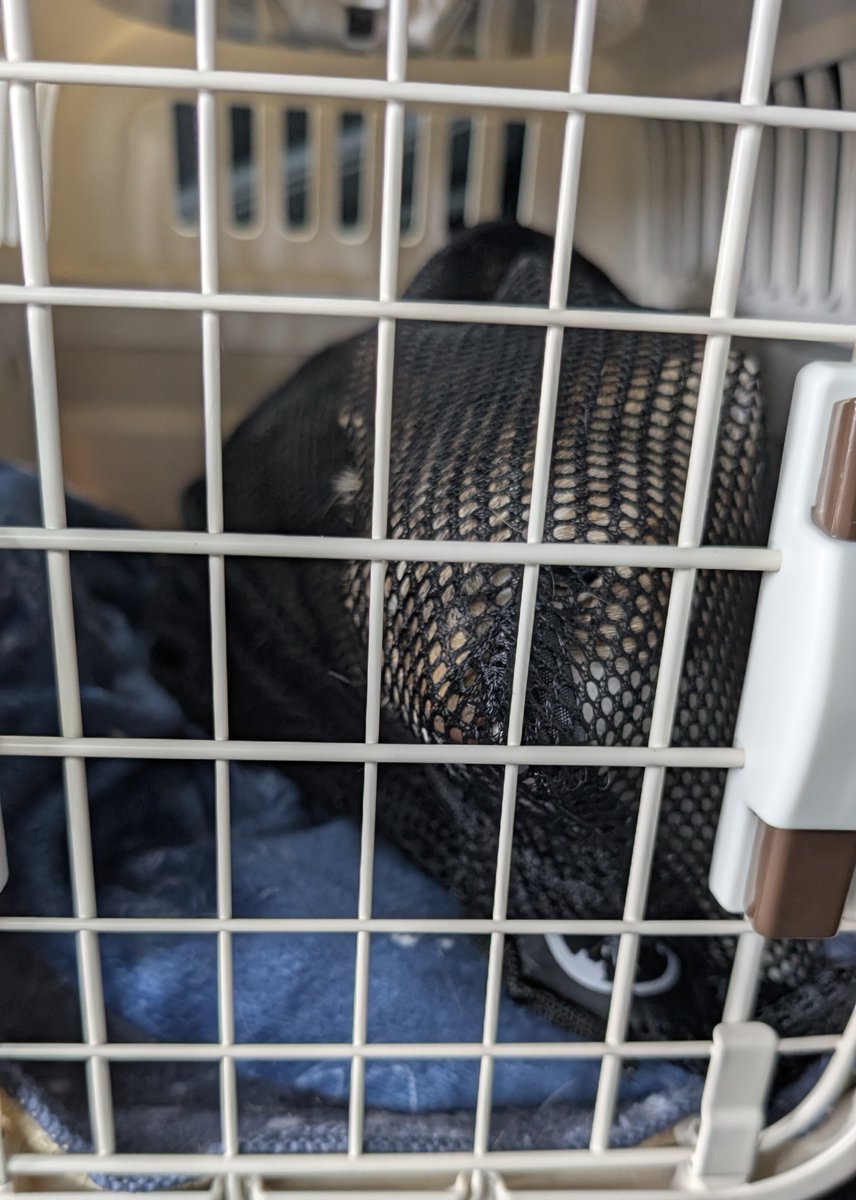 blue_noracat's tweet photo. 賢すぎる猫、今日も飼い主が着替えただけで隠れてたが、今回は穴が上下左右にあいてるボックスにinして「どこからでも逃げられますぞ！」になってて感心した  まあ飼い主モグラたたき得意なんで、どこから頭が出ても捕まえられるんですけど https://t.co/UuYZUdfp4o