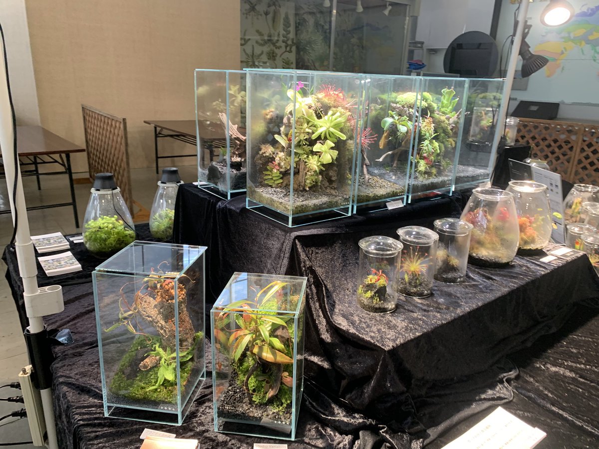PALUDAMAN's tweet photo. 本日より、咲くやこの花館 2F 展示室で「食虫リウム」の展示が始まります。

過酷な環境を生き抜くため、虫を捕らえるという独自の進化を遂げた食虫植物たち。

その美しさは、どこか妖しく、どこか神秘的。

今回は、そんな危険な植物（？）たちをガラスシェルターの中へ厳重に封印しましたので、どうぞ安心してご観賞ください。

あなたは、この小さなジャングルから無事に帰ってこられるでしょうか。

You Tube
気がついたらこの曲が頭に浮かんでしまったんだ

https://t.co/3P7WZ8fBD4