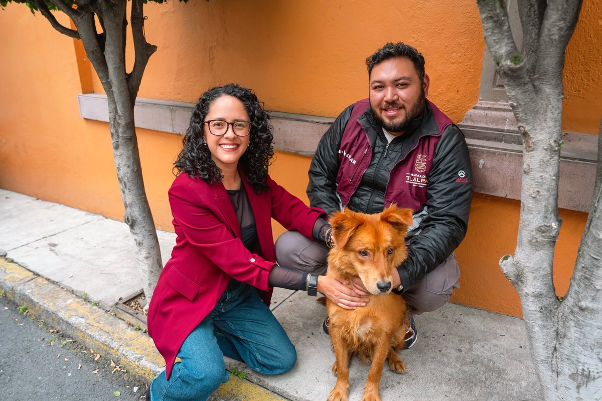 TlalpanAl's tweet photo. ¡EL ABANDONO ANIMAL NO TIENE LUGAR EN TLALPAN! 🐶❌
Hoy, nuestra alcaldesa, @Gabyosoriohdz, junto al equipo de Bienestar Animal, brindó atención inmediata a un perrito que fue abandonado en el Centro de Tlalpan. Gracias al reporte oportuno de vecinas y vecinos, hoy se encuentra resguardado y recibiendo los cuidados que merece.

Condenamos el abandono y cualquier forma de maltrato animal. Los animalitos de compañía son seres sintientes y en Tlalpan seguiremos actuando para protegerlos y dar seguimiento a este caso. ✅🏃🏻‍♀️

#BienestarAnimal #Tlalpan #24Siete #Abandono #Animal