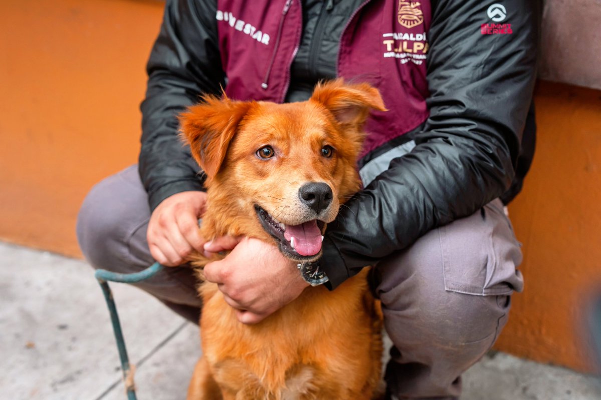 TlalpanAl's tweet photo. ¡EL ABANDONO ANIMAL NO TIENE LUGAR EN TLALPAN! 🐶❌
Hoy, nuestra alcaldesa, @Gabyosoriohdz, junto al equipo de Bienestar Animal, brindó atención inmediata a un perrito que fue abandonado en el Centro de Tlalpan. Gracias al reporte oportuno de vecinas y vecinos, hoy se encuentra resguardado y recibiendo los cuidados que merece.

Condenamos el abandono y cualquier forma de maltrato animal. Los animalitos de compañía son seres sintientes y en Tlalpan seguiremos actuando para protegerlos y dar seguimiento a este caso. ✅🏃🏻‍♀️

#BienestarAnimal #Tlalpan #24Siete #Abandono #Animal