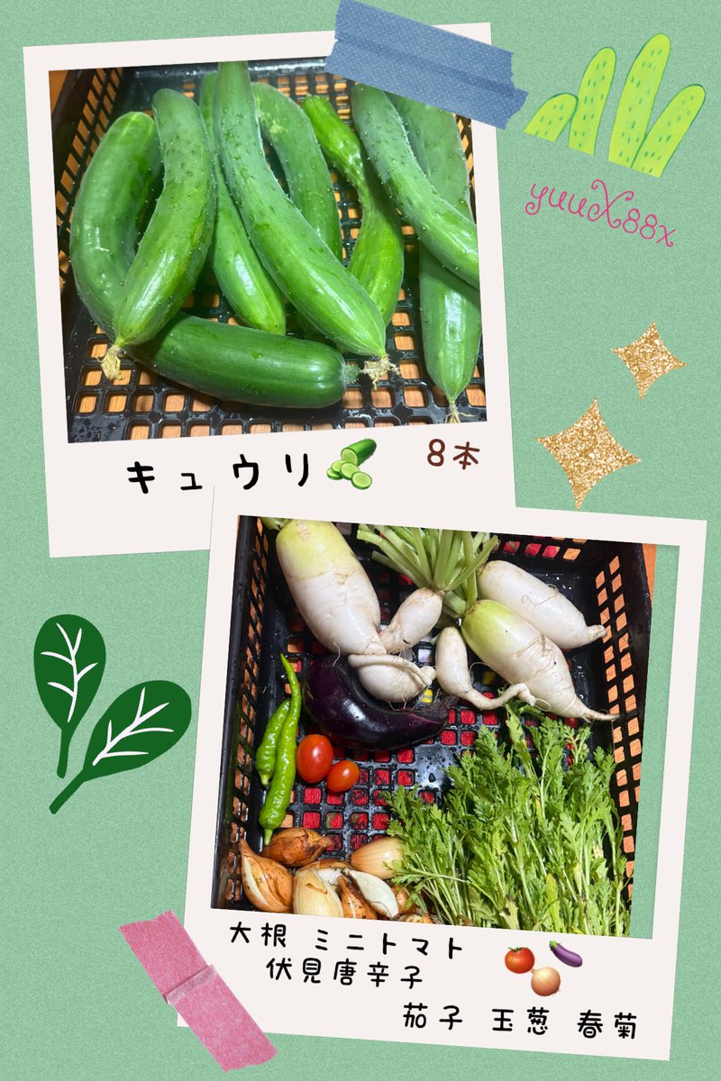 YuuX88x's tweet photo. 朝の涼しい時間に、少し🌱草刈りをして野菜を収穫✨晩ごはんの食材ｹﾞｯﾂ!!ദ്ദി˶ｰ̀֊ｰ́ )✧

切り戻しして置いた、カリブラコアちゃん達も可愛く咲いてきたけど、咲いたそばから、虫にﾑｼｬﾑｼｬされるヾ( ¯⌓¯;) なので、食べられる前に✧p📷qω•,,´)ﾊﾟｼｬ✧🤩✨

では(^^)/  良き週末を～ https://t.co/sQgXNz1fGG
