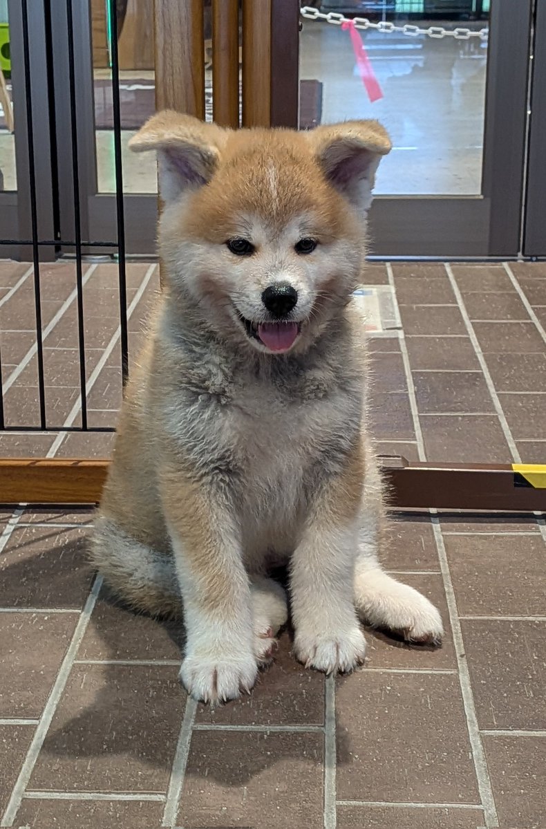 odate_akitainu's tweet photo. 今日は特別に
秋田犬の仔犬たちが遊びに
来ているよ︎🌟

#秋田犬 #仔犬 #akitainu  #puppy
 #赤ちゃん https://t.co/RNqKyL3R5P