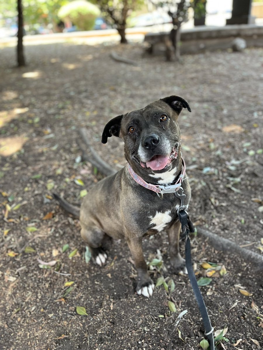 HELA_MORE's tweet photo. Ella es Albita.🤍

Albita es una de nuestras perritas rescatadas,ya casi lleva un año esperando y aún nadie se interesa en adoptarla.

Albita es muy noble,amorosa,y sociable,hasta con gatitos convive.🩷

Todos quieren perritos talla chica,pero perritos como Albita también merecen una oportunidad.
Tiene 8 años,talla grande,vacunada,desparasitada y esterilizada.
Conócela,estamos en CDMX.