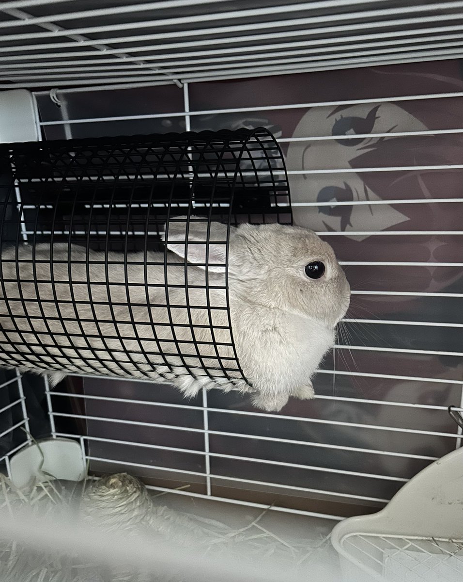 Sucre_usagi's tweet photo. まったりしてるの https://t.co/dmFTQAhqsV