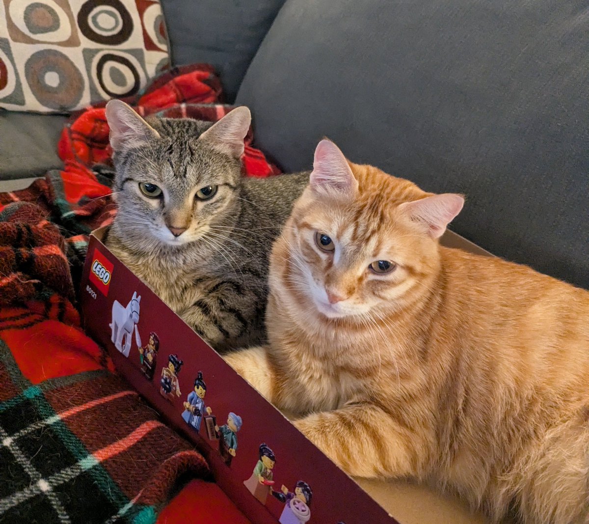 reedklemmer's tweet photo. Waffle and Pancake are wishing yall a good friday night ✨ https://t.co/rOER1jm3PO