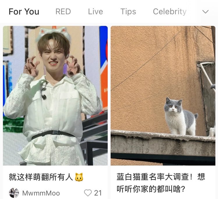 chenlechai's tweet photo. my xhs for you page is nothing but kitties... https://t.co/Be275mRIfb