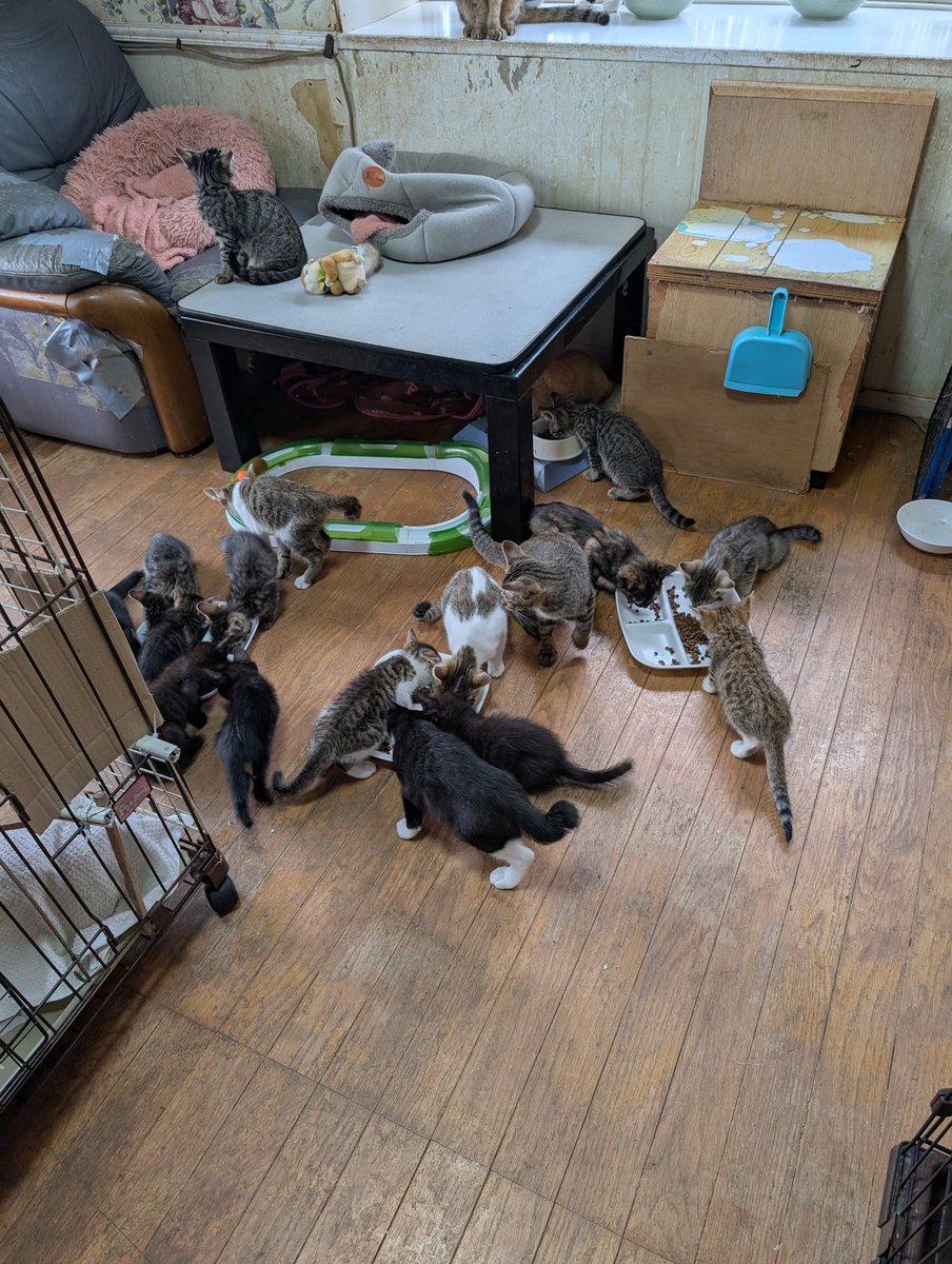 tochigiwannyan's tweet photo. 今朝も子猫たち元気に朝食べてます。明日の里親会に参加します。皆さんお待ちしてます🐈‍⬛
#里親会
#保護猫を里親に
#鹿沼市 https://t.co/37tawEwMmM