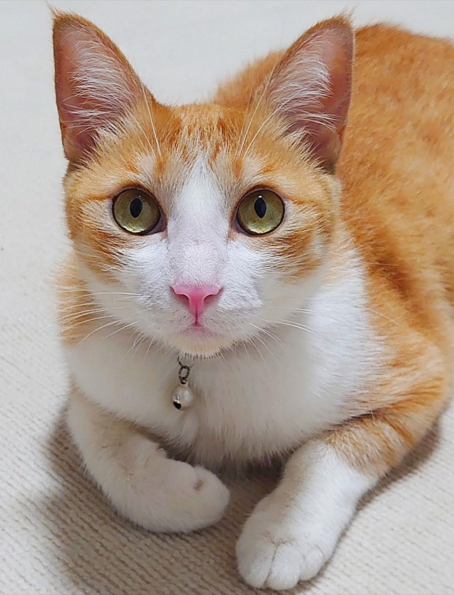 ねこ【プロフ必読】【返信遅れます】 　no5 日曜日でもドアップですニャん😺✨