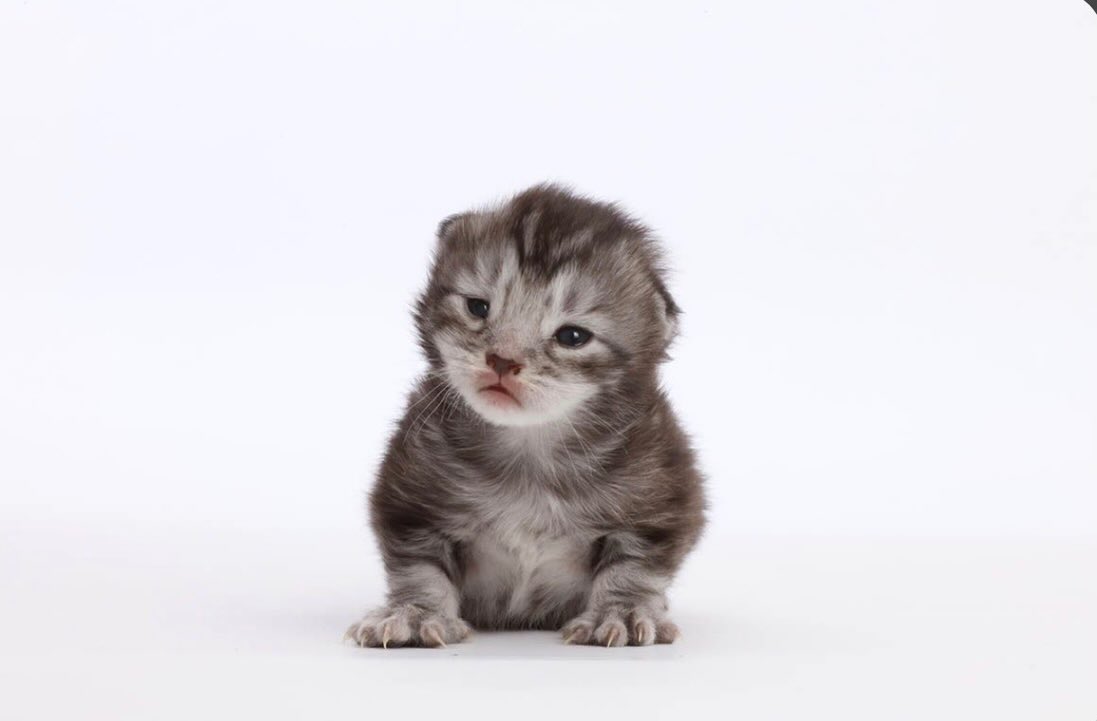 aura with cats tweet media