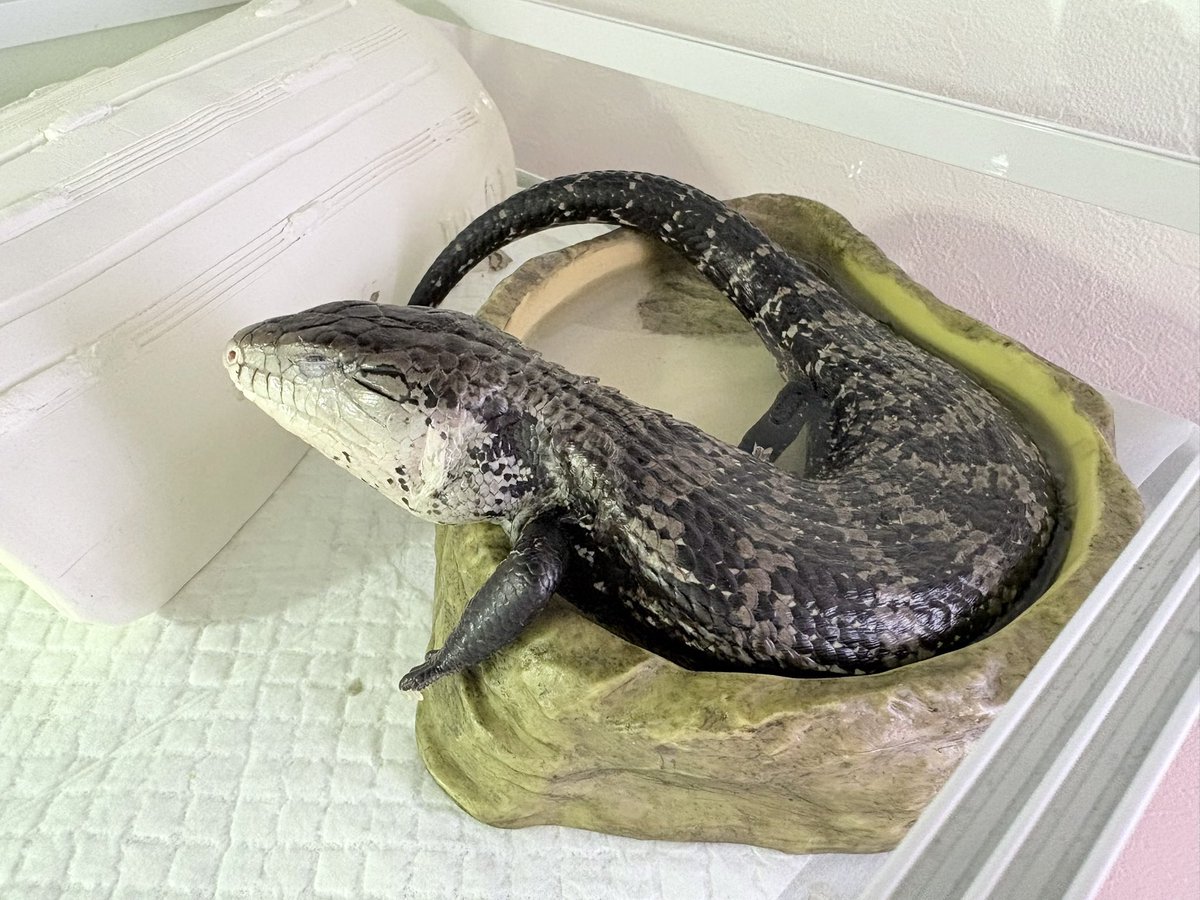 Alice13J's tweet photo. 脱皮中🦎
お風呂みたいになってるw
#アオジタトカゲ
#爬虫類 https://t.co/7eDyGNAAov