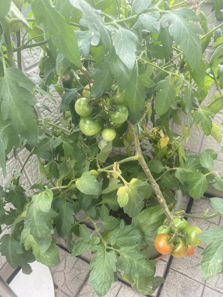 Mark_K54's tweet photo. 物価対策で自給自足（笑）
単なる趣味

ゴーヤーと中玉トマト🍅
苦瓜収穫1本目は定番のチャンプルーで😋
2本目はレモスコで浅漬け😋
トマトはサラダで頂きました🙏 https://t.co/EQmHtOX7Nq