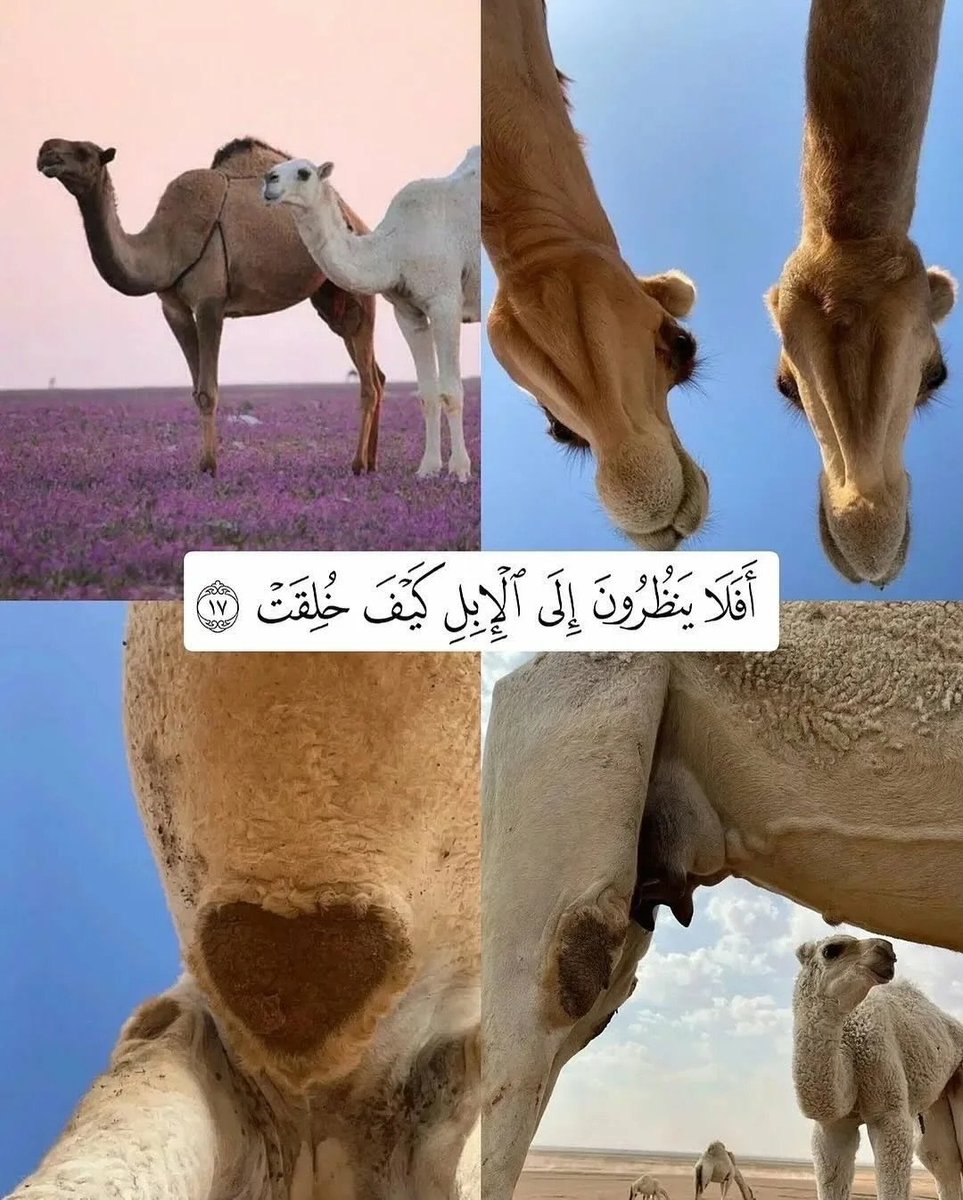 مغفرة tweet media