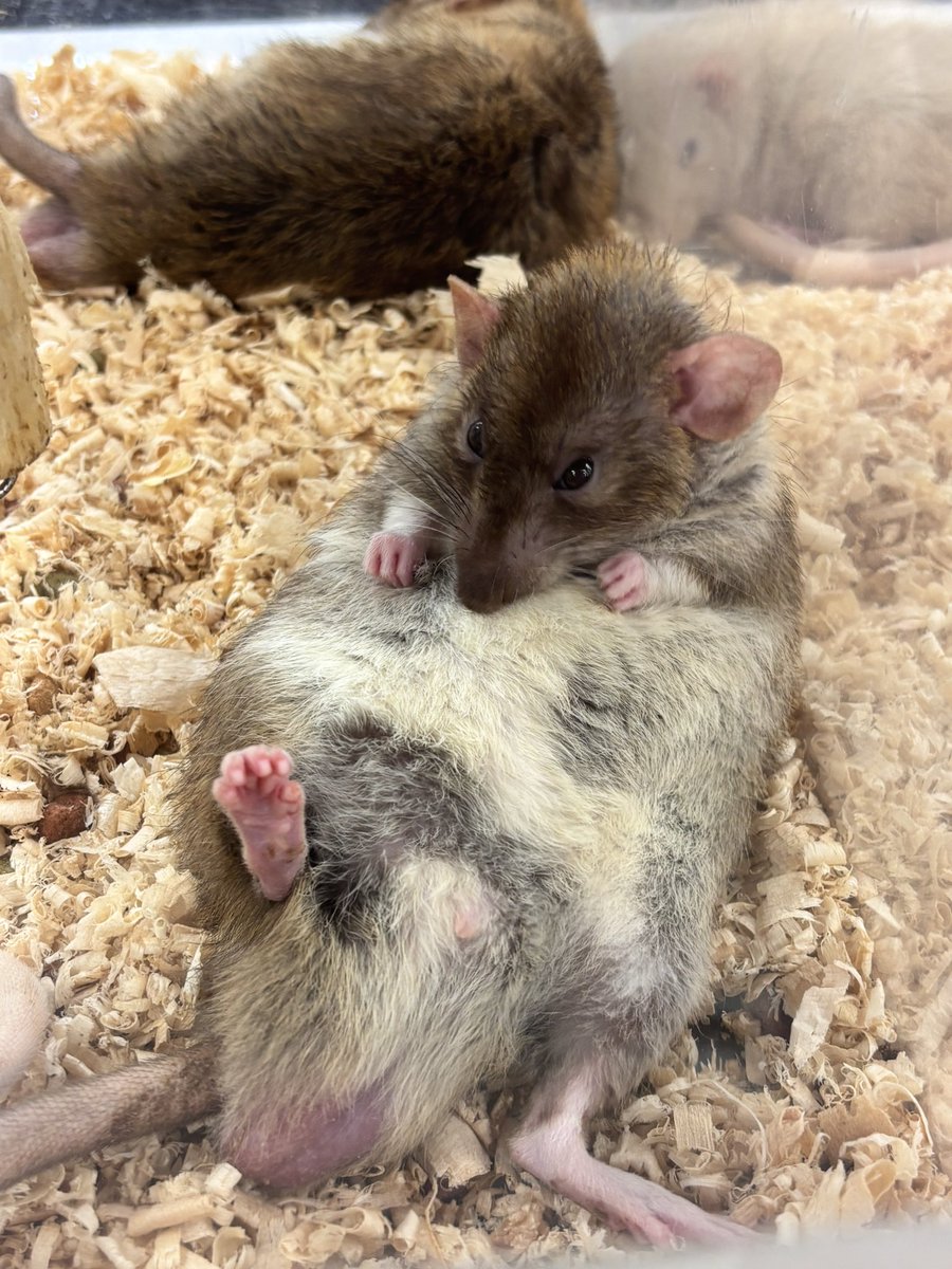 futoshito523's tweet photo. ドブの助、くつろぎながらご家族様募集中🐭 https://t.co/vKxajxEvVD