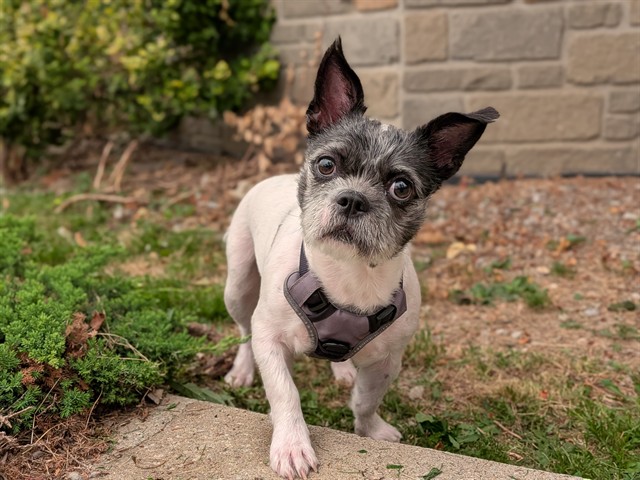 PetfindToronto's tweet photo. #LESLIE #SHEPPARD  Pls RT2unite #FOUND #DOG- 14-Jul-26 #Toronto Animal Services A1039788 #EAST 416-338-7539 WHITE BLK #BOSTONTERRIER #SHIHTZU F/2Yr https://t.co/pLFW5opFqf