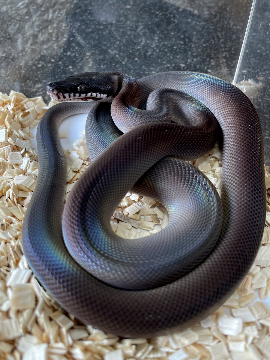 WorldCharm47's tweet photo. アルバーティスパイソン
キミカ(ティミカ)ブラック🐍

今朝、脱皮してました✨
めちゃくちゃ綺麗です！！ https://t.co/gGfQwc963c