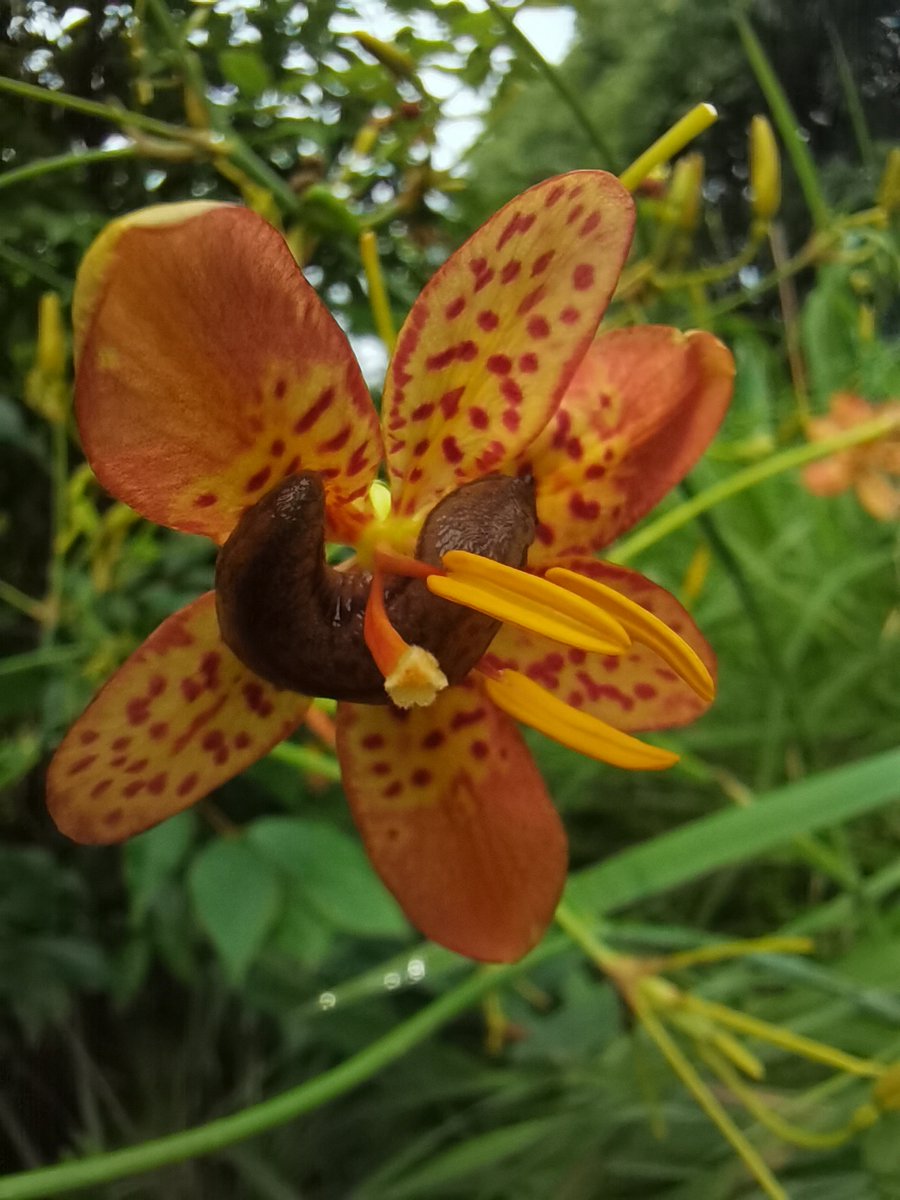 arctos725's tweet photo. Not only bee, butterfly, slug also feeds on nectar. https://t.co/s7mGKaB2V9