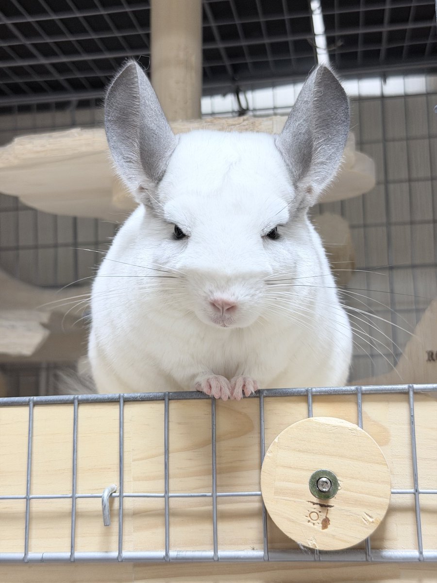 FUKU_chinchilla tweet picture
