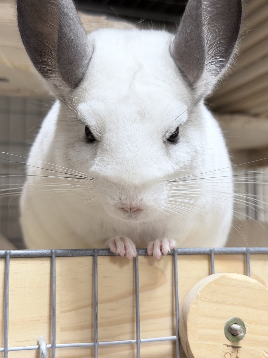 FUKU_chinchilla tweet picture