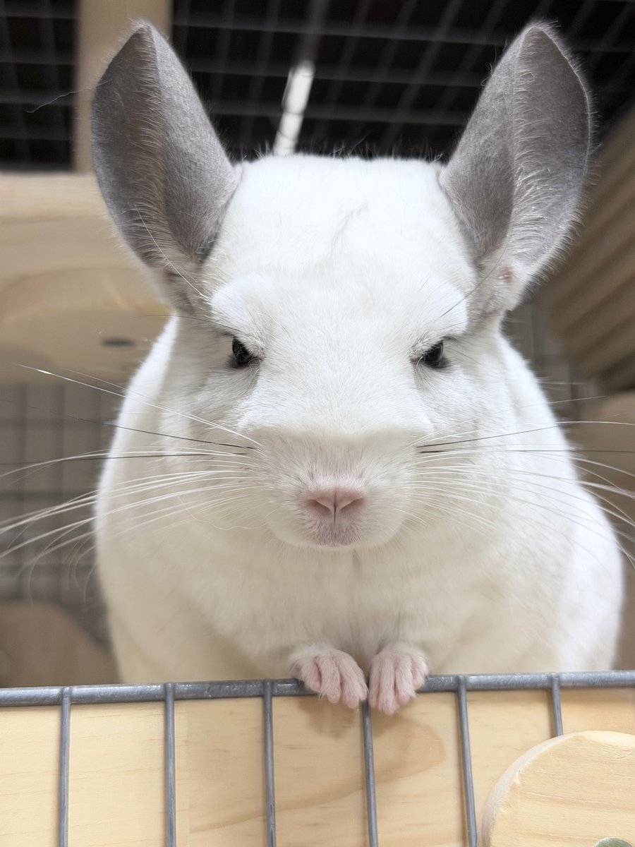 FUKU_chinchilla tweet picture