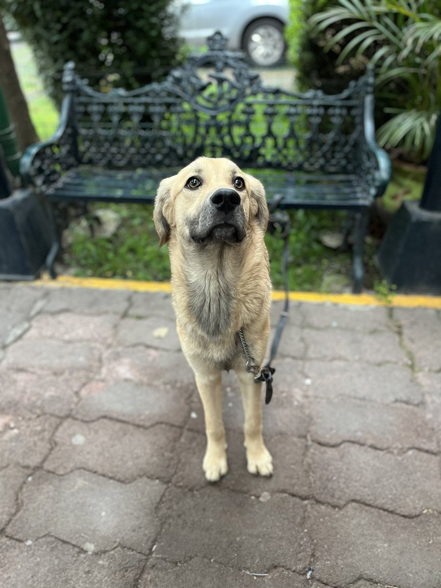 HELA_MORE's tweet photo. Él es Chuchito,uno de nuestros perritos rescatados.

Chuchito vivió desde muy cachorro en casa de una persona adicta que lo maltrataba y golpeaba todo el tiempo.
Un año aguantó golpes y más golpes.

Lo rescatamos,y después de darle la confianza y amor que necesitaba,ya está listo para encontrar un hogar.

Chuchito tiene año y medio,talla grande,vacunado,desparasitado y próximo a esterilizarse.

Conócelo,estamos en CDMX.