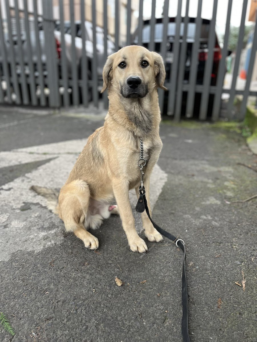 HELA_MORE's tweet photo. Él es Chuchito,uno de nuestros perritos rescatados.

Chuchito vivió desde muy cachorro en casa de una persona adicta que lo maltrataba y golpeaba todo el tiempo.
Un año aguantó golpes y más golpes.

Lo rescatamos,y después de darle la confianza y amor que necesitaba,ya está listo para encontrar un hogar.

Chuchito tiene año y medio,talla grande,vacunado,desparasitado y próximo a esterilizarse.

Conócelo,estamos en CDMX.