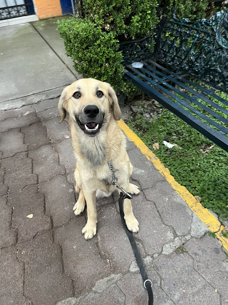 HELA_MORE's tweet photo. Él es Chuchito,uno de nuestros perritos rescatados.

Chuchito vivió desde muy cachorro en casa de una persona adicta que lo maltrataba y golpeaba todo el tiempo.
Un año aguantó golpes y más golpes.

Lo rescatamos,y después de darle la confianza y amor que necesitaba,ya está listo para encontrar un hogar.

Chuchito tiene año y medio,talla grande,vacunado,desparasitado y próximo a esterilizarse.

Conócelo,estamos en CDMX.