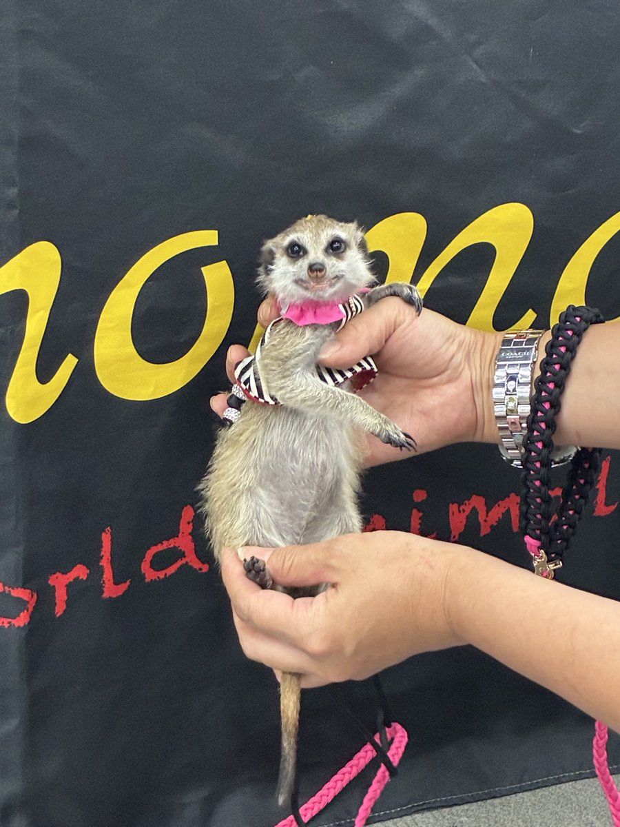 kenjisone2's tweet photo. おはようございます！

エキゾチックレプタイルズエキスポ、埼玉スーパーアリーナ会場、オープンしております。

今日、明日と皆様のお越しをお待ちしております。 https://t.co/WczQ8Fn0YD