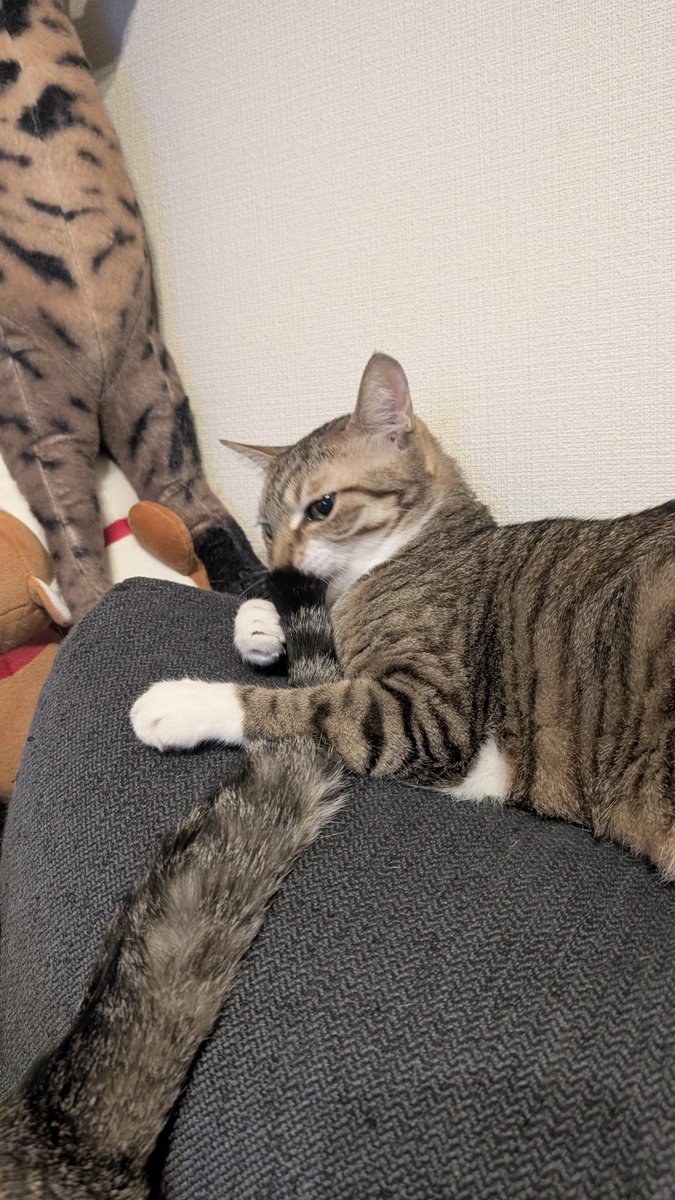 blue_noracat's tweet photo. 早く帰ってこれにしてやりたい https://t.co/Al2s7Pau0S