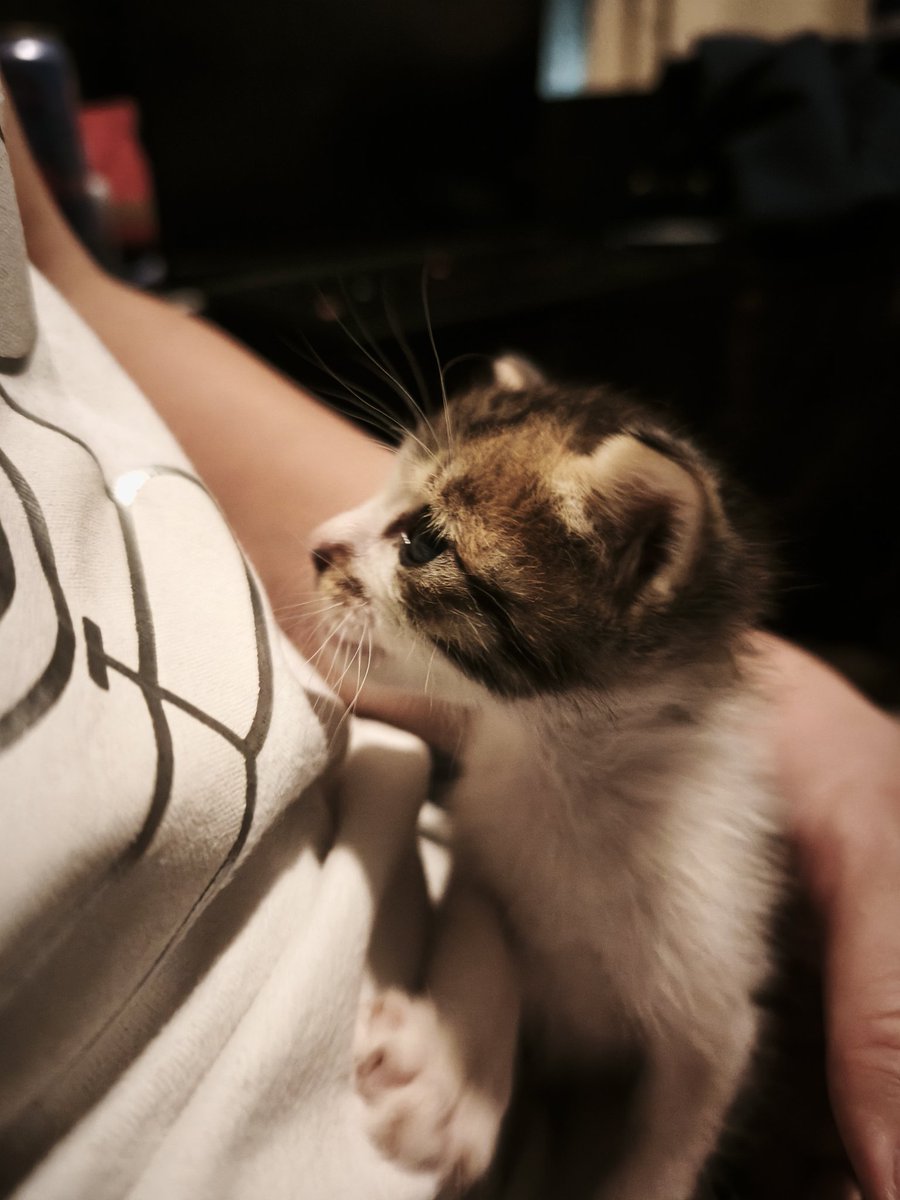 ftGIcdkTdp13552's tweet photo. 車のボンネットの中から救出された子猫 https://t.co/nJGYgOPevh