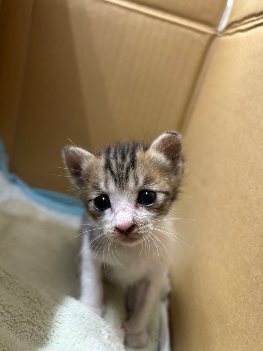 ftGIcdkTdp13552's tweet photo. 車のボンネットの中から救出された子猫 https://t.co/nJGYgOPevh