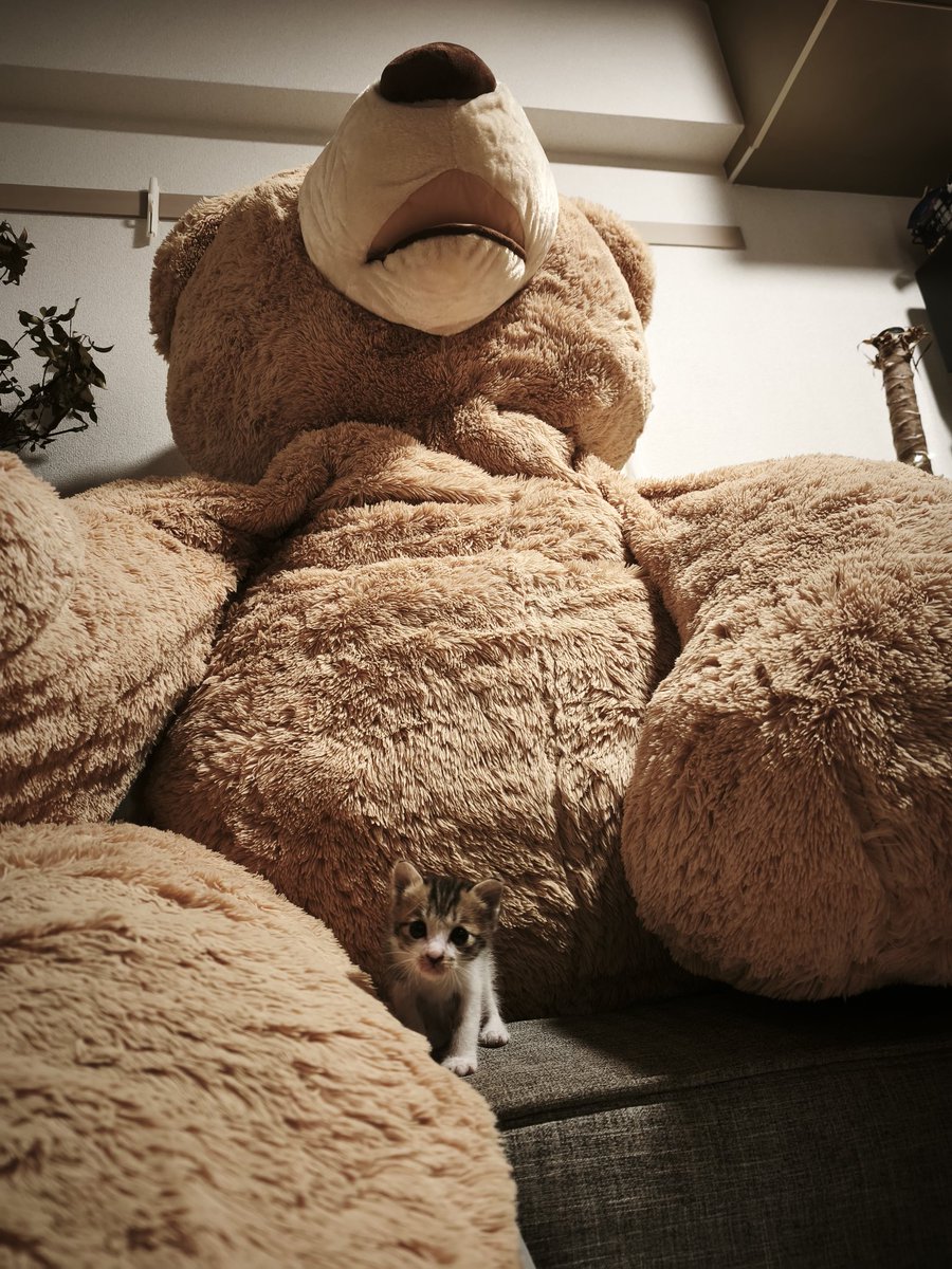 ftGIcdkTdp13552's tweet photo. 車のボンネットの中から救出された子猫 https://t.co/nJGYgOPevh