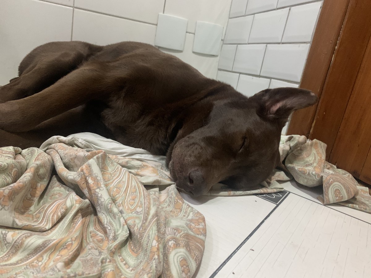 url1999's tweet photo. a orelhinha em pé ☹️ https://t.co/03iFcL2IMB