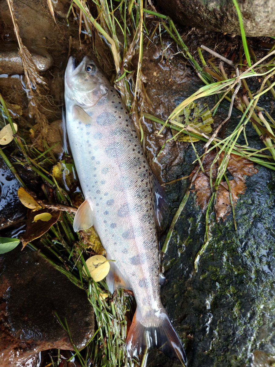 pirokun1616's tweet photo. 渓流釣り🎣第29戦 岩手県北河川
諸事情により4月中旬から休日の朝は釣り🎣出来ないでいたけど、今週から解禁✨けど、3週間に渡る遅番勤務の疲れか、3時起きのつもりが寝坊して5時半…😅ダメ元で北の方へ🚗💨
先日の☔の影響か思ったよりも水が多い…🤔
🐟️は流れからは誘えず、大場所にポツポツ…😌 https://t.co/XLJGirdQeV