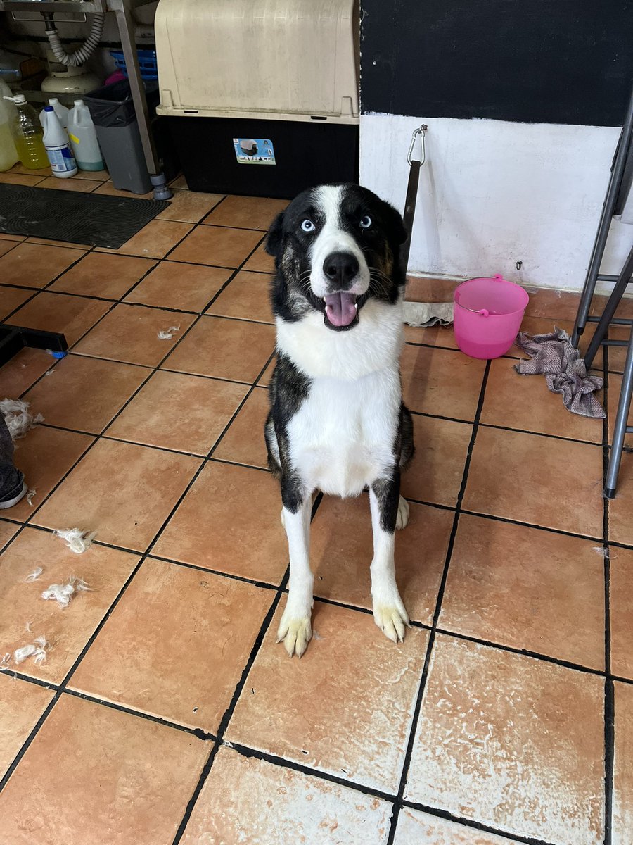 HELA_MORE's tweet photo. Él es Blue,uno de nuestros perritos rescatados.💞

Blue fue abandonado en la calle,suponemos que lo compraron y al crecer decidieron sacarlo a la calle.💔

Blue es muy juguetón,cariñoso y muy inteligente.🐶

Blue tiene 2 años,talla grande,vacunado,desparasitado y esterilizado.
Conócelo,estamos en CDMX.