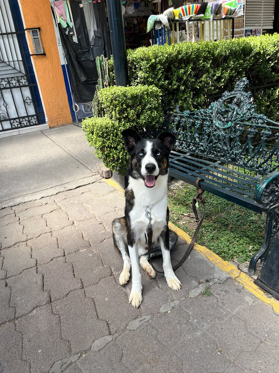 HELA_MORE's tweet photo. Él es Blue,uno de nuestros perritos rescatados.💞

Blue fue abandonado en la calle,suponemos que lo compraron y al crecer decidieron sacarlo a la calle.💔

Blue es muy juguetón,cariñoso y muy inteligente.🐶

Blue tiene 2 años,talla grande,vacunado,desparasitado y esterilizado.
Conócelo,estamos en CDMX.