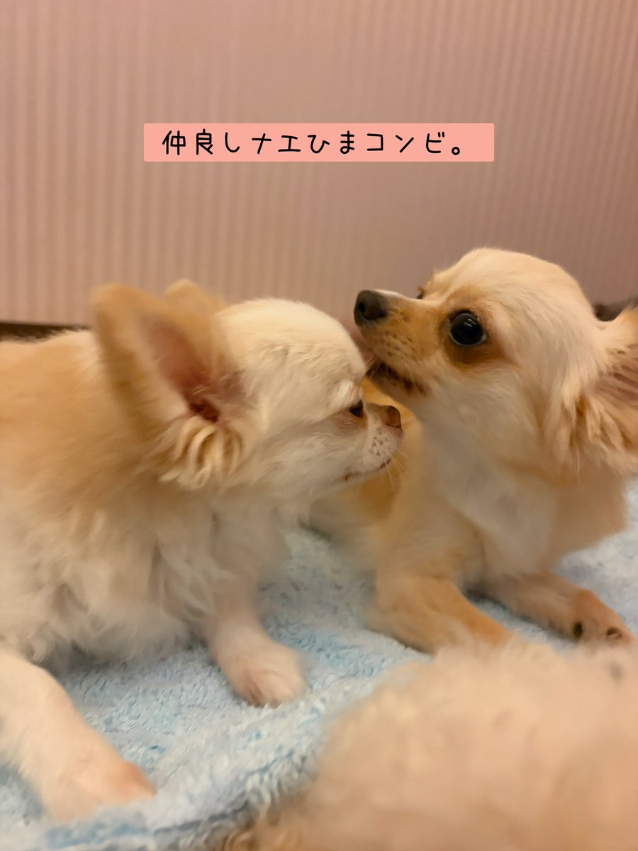 chachanyancafe's tweet photo. 2026.7.18（土）
Open 12:00
Close 20:00

可愛い肉球🐾を見せてくれた、可愛すぎるまさお君。

ずーっと一緒に過ごしてきたナエたん＆ひまわり。仲良しです😌

本日も、個性豊かで可愛いワンニャンズとお待ちしております🐶😺

#保護カフェchacha #にゃいるどはーと #保護犬 #保護猫 #里親募集 https://t.co/LeJ8d0N6vk