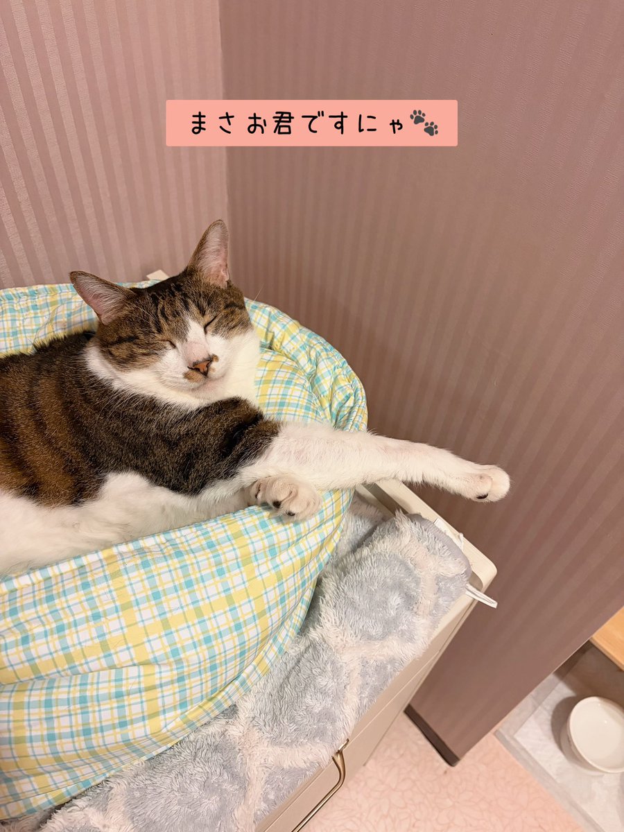 chachanyancafe's tweet photo. 2026.7.18（土）
Open 12:00
Close 20:00

可愛い肉球🐾を見せてくれた、可愛すぎるまさお君。

ずーっと一緒に過ごしてきたナエたん＆ひまわり。仲良しです😌

本日も、個性豊かで可愛いワンニャンズとお待ちしております🐶😺

#保護カフェchacha #にゃいるどはーと #保護犬 #保護猫 #里親募集 https://t.co/LeJ8d0N6vk